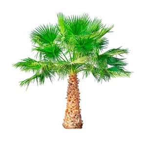 ノコギリヤシ (Dwarf Palm) は TestoUltra のコンポーネントです。