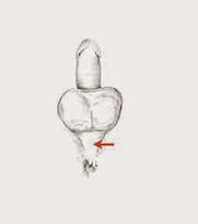 潜在能力を高める筋肉とその緊張