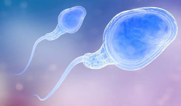 精子は男性の尿道球腺液に存在する可能性があります